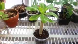 Brighamia Insignis Plant [upl. by Saxela]