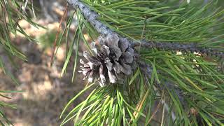 Pinus contorta Pinaceae lodgepole pine [upl. by Karim]