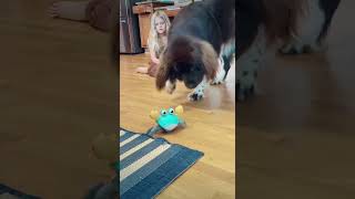 Newfoundland dog is having a blast playing with a crab toy [upl. by Lenoyl]