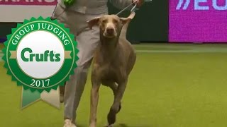 Gundog Group Judging and Presentation  Crufts 2017 [upl. by Eleira407]