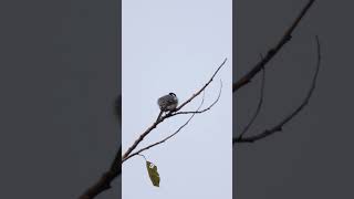 Cinereous tit birds birdslife winter season morningvibes peacefulmoments selfcare 4k [upl. by Carlota]