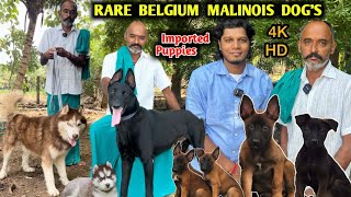 BELGIAN MALINOIS Puppys  Direct Imported Dogs  Puppys For Sale  Rare Colour  4K [upl. by Gambrell]