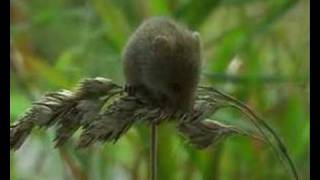 harvest mouse dvergmus micromys minutus [upl. by Blondy]