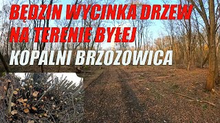 Będzin Wycinka Drzew Na Terenie Byłej Kopalni Brzozowica [upl. by Airotnes]