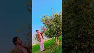 shahzaib khan beautiful video And Pipla Di Chan Ve Song Raheem vlog [upl. by Rtoip733]