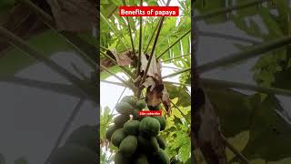 पपीता के फायदे papaya fruit papita farming agriculture tree farmer trending hindi shorts [upl. by Nies]