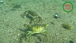 Crab vs crab vs crab [upl. by Leiuqeze]