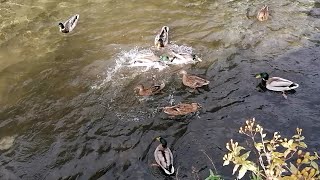 Saturday afternoon at the duck pond 🦆 🦆 [upl. by Viridi]