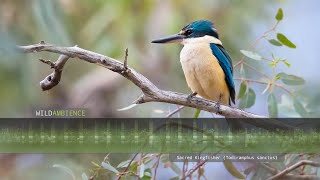 Sacred Kingfisher Call amp Sounds [upl. by Peppel461]