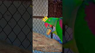 FUNNY 😂🤣 cute 🥰 parrot Eating fvrt Apple 🍎 comedy youtubeshorts feedshorts viralvideo [upl. by Reinold]