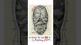 Anatomy of the Viscera  Thorax and Abdomen…anatomy biology physiology nurse doctor mbbs [upl. by Merissa]