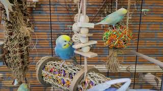 9 hours of budgie singing and calling sounds [upl. by Ardnassela]