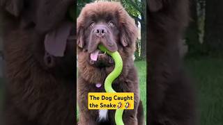 The Dog Caught the Snake [upl. by Ayela]