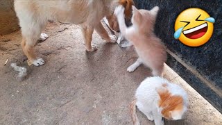 Funny dog ​​playing with kittens🤣 [upl. by Irotal27]