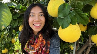 Secrets To Growing Tasty Pomelo Fruits [upl. by Eyanaj]