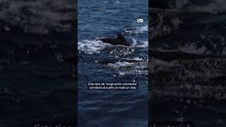 Cómo duermen las ballenas  Por dwnews [upl. by Laven]