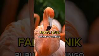 Keunikan Hewan Burung Flamingo  Lensa Fakta [upl. by Shig]