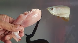 Arowana fish food feeding  chicken leg piece food for full Protein [upl. by Nnylarak26]