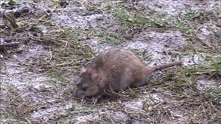 Brown Rat Rattus norvegicus [upl. by Egide]