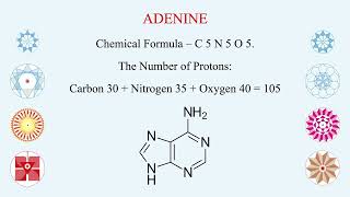 ATP  ADP  AMP  Three Energy Molecules  Hindi  Vital for Active Transport across Cell Membrane [upl. by Harmony]