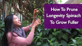 How To Get Gynura Procumbens Longevity Spinach To Grow Fuller [upl. by Edahs]