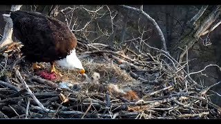 EagleCam 2020 Feeding 32220 [upl. by Renee532]