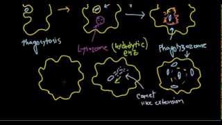 Listeria monocytogenes pathogenesis [upl. by Arvonio865]