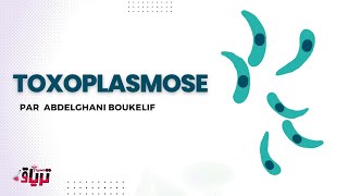 Parasitologie  TOXOPLASMOSE par ABDELGHANI BOUKELIF [upl. by Nehtan509]