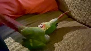 2 Conures Play Fighting [upl. by Damalus]