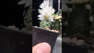 Try to cross hybrid between Turbinicarpus and Gymnocalycium is it possible [upl. by Sirob]