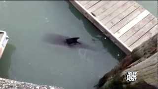 Dolphin stuck in toxic Gowanus Canal  New York Post [upl. by Eelyab]