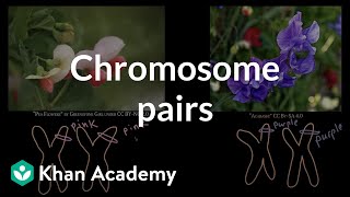 Chromosome pairs  Inheritance and variation  Middle school biology  Khan Academy [upl. by Ritter469]