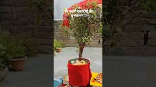 Tulsi Vivah ki Hardik shubhkamnaye 🙏motivation devuthniekadashi tulsivivah [upl. by Imoin]