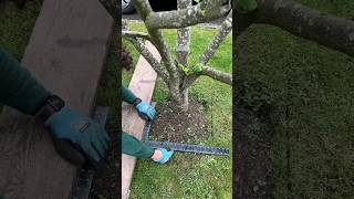 We Edged a Square Around This Tree diy shorts lawn garden gardening satisfying [upl. by Nodnas]