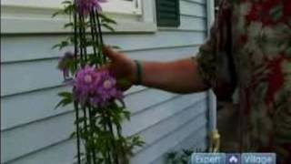 Tips for Perennial Gardening  Clematis In Your Garden [upl. by Asilej]