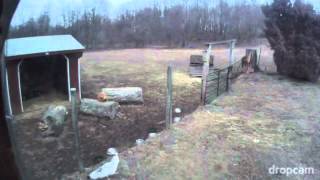 Red Foxes Stalk Birds Guinea Hens and Peahens [upl. by Arte]