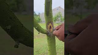 Durian Phytophthora Treatment [upl. by Hukill]