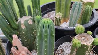 Trichocereus Garden Tour [upl. by Vanny972]