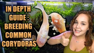 How to Breed Corydoras Catfish [upl. by Pamela]