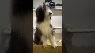 Bearded collie grooming [upl. by Atilegna]