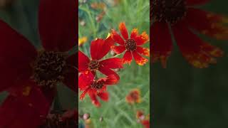 Tickseed flower  Coreopsis tinctoria  Showy masses  Redhighlighted yellow flowers [upl. by Atsyrhc]