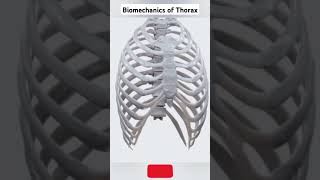 Biomechanics of Thorax thorax biomechanics mobility movement [upl. by Eniamirt]