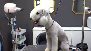 슈앤트리베들링턴 테리어 미용  dog pet Bedlington Terrier grooming [upl. by Griselda]