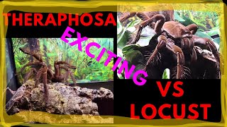 👹😲👹THERAPHOSA vs LOCUST👹😲👹GOLIATH TARANTULA👹😲👹DID SHE DO IT👹😲👹 [upl. by Primaveria]