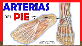 🥇 ARTERIAS DEL PIE Arteria Pedia y Plantares Arco Plantar ¡Explicación fácil [upl. by Kirrad]