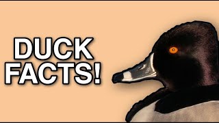 Ring Necked Duck Facts [upl. by Solitta162]