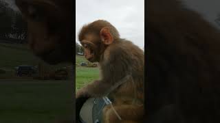 Monkeys on car at Longleat Safari Park [upl. by Kirk]