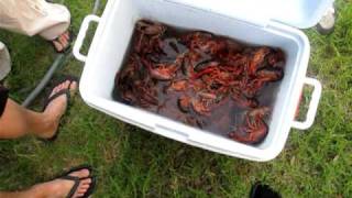 Crawfish Purge [upl. by Eelegna]