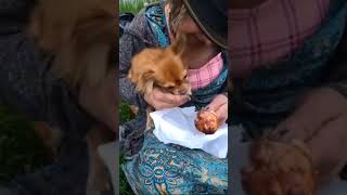 Portland Oregon Homeless Dog goes crazy after eating my famous chicken and tried to eat the bone 🤣 [upl. by Larine]