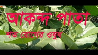 আকন্দ পাতা গাছ রসের উপকারিতা গুণাগুন l Akondo Patar Gunagun l Calotropis Gigantea l Akondo Pata l [upl. by Enailil]